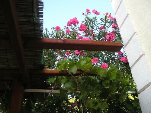 Apartman Iva