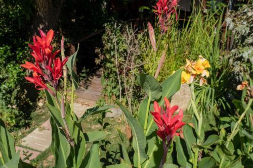 Hostal Pension Motanul Galanton