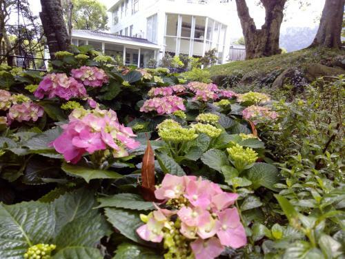 Lily Village