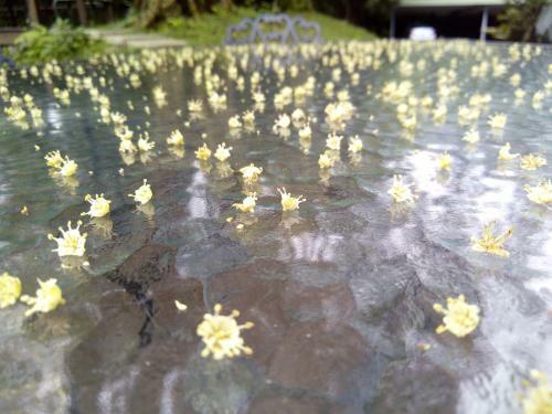 Lily Village