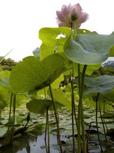 Lily Village