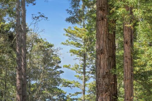 Architect's Redwood Rings Retreat