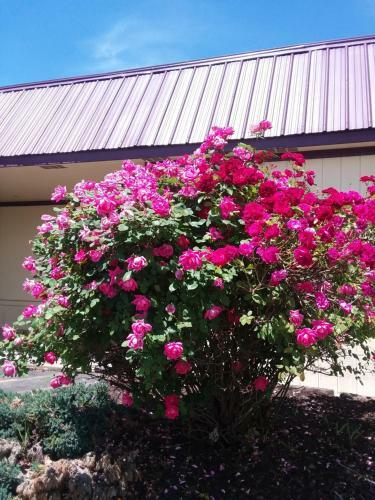 Hotel Apm Inn & Suites