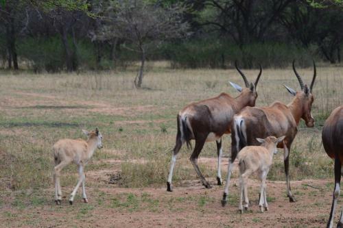 Hostal Ithabiseng Guest Farm