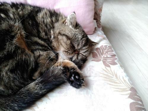 Hostal Cat Cafe & Stay Cultus's Home