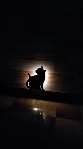 Hostal Cat Cafe & Stay Cultus's Home