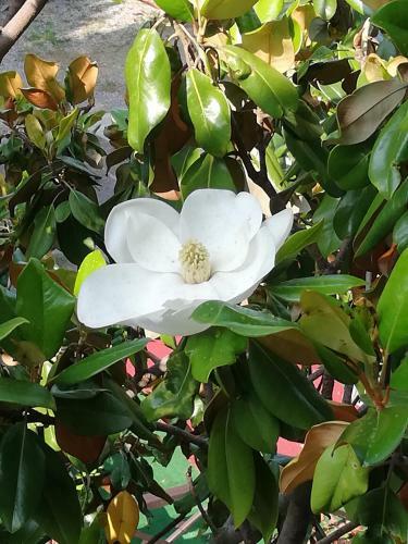 Hostal Guest House Magnolia
