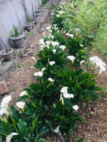Bed & Breakfast Sukhniketan Cottage Srinagar