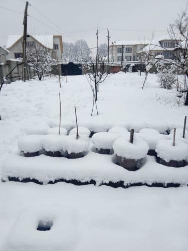 Bed & Breakfast Sukhniketan Cottage Srinagar