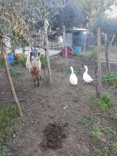 Bed & Breakfast Tenuta Martino
