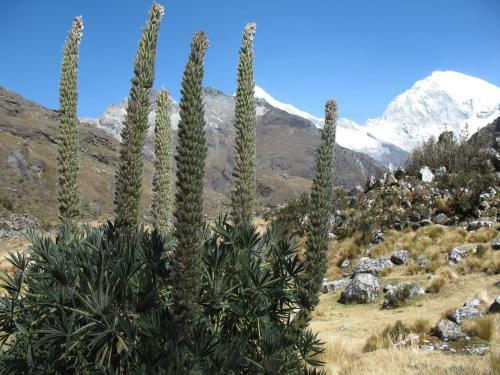 Bed & Breakfast Guest House Huaraz