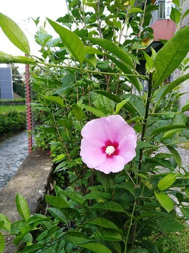 Bed & Breakfast Bishnu Homestay