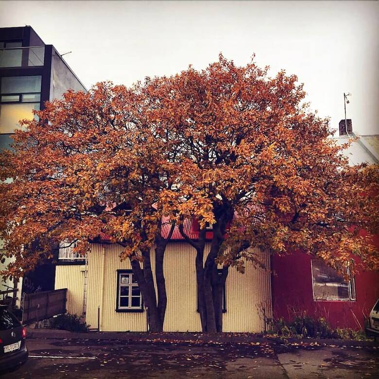 Hostal Grettir Guesthouse