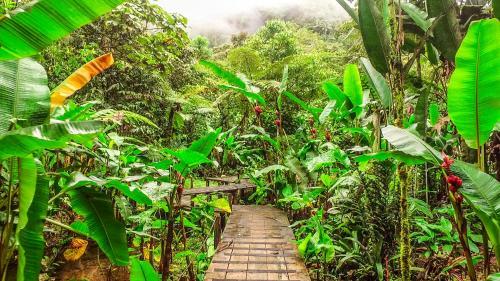 Hotel Mindo Garden