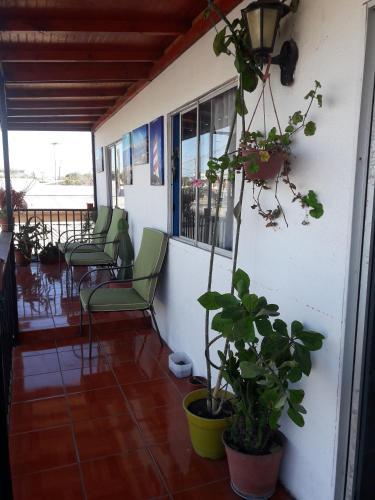 Hostel Cactus