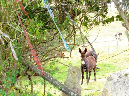 Caba�a En La Calera