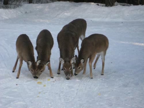 Bed & Breakfast Kicking Horse Canyon Guest House