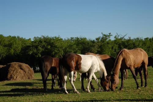 Hotel Estancia La Alameda