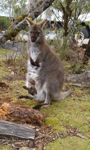 Hotel Cradle Mountain Wilderness Village