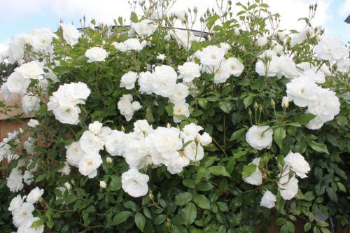 Aroha Riccarton Bed And Breakfast