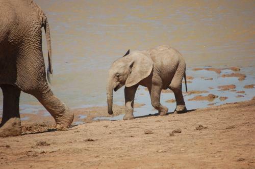 Gorah Elephant Camp