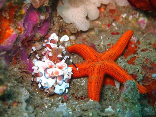 Hotel Coral Divers