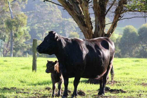 Agroturismo Misty Valley Country Cottages