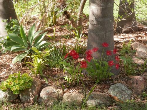 Bed & Breakfast Wondai Hideaway Apartment
