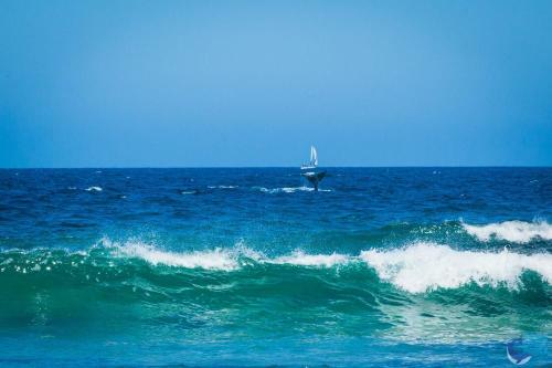 Cherrybush @ Mystery Bay