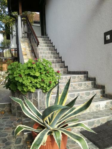 Hostal Apartments Dedic