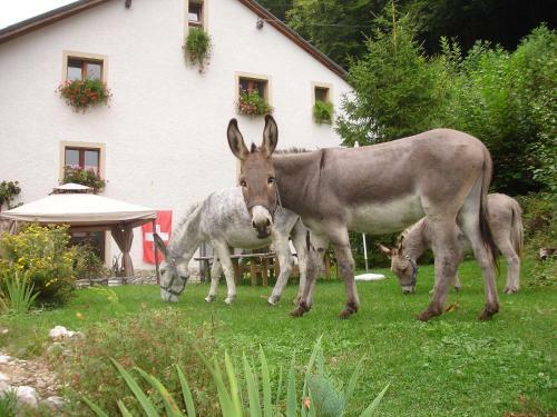 Apartment Le Sorbier