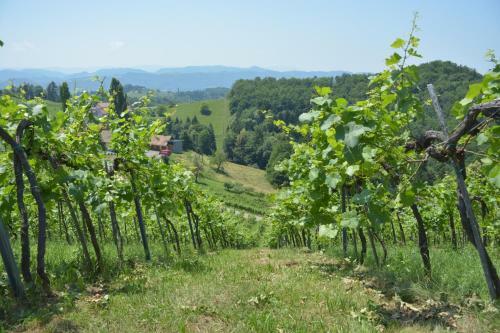 Weingut Pugl Josef