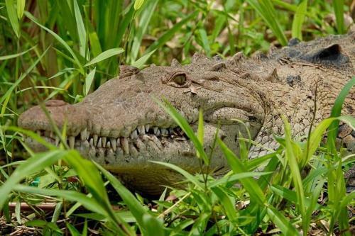 Bed & Breakfast Iguanitas Lodge