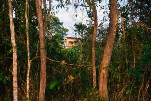 Tarzan Jungle Home Honeymoon Treehouse