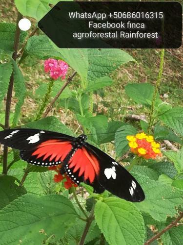 Lodge Finca Agroforestal Rainforest