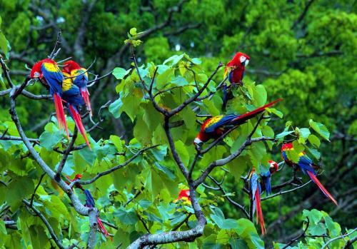 Tres Palmas Costa Rica