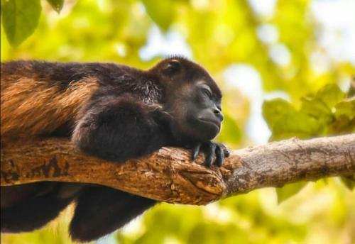 Bed & Breakfast Antema Lodge