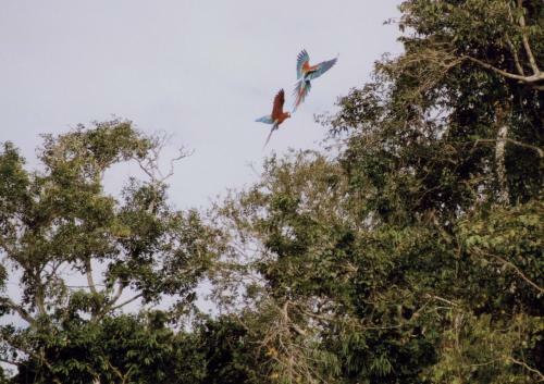 Lodge Anaconda Amazon Island