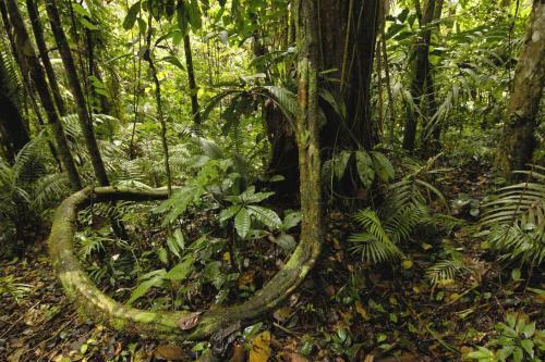 Lodge Anaconda Amazon Island