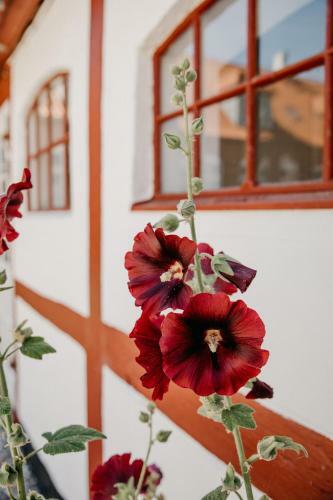 Jungshoved Pr�steg�rd B&B