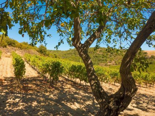 Beautiful Holiday Home In Cabrerolles With Pool