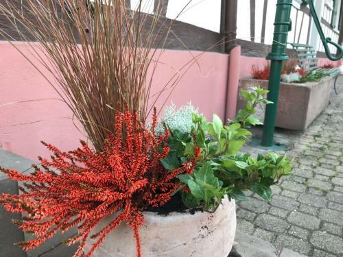 Bed & Breakfast Maison D'h�tes Aux Deux Cigognes