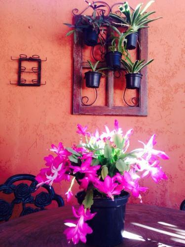 Hostal Pousada Alecrim Do Campo