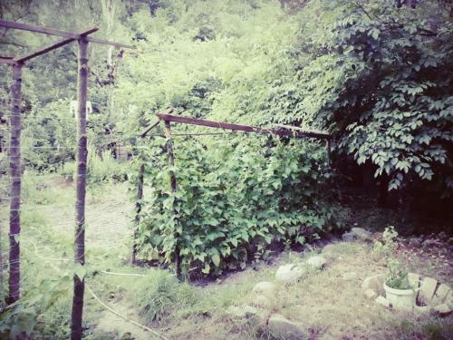 Hostal Borjomi Makvala's Guest House