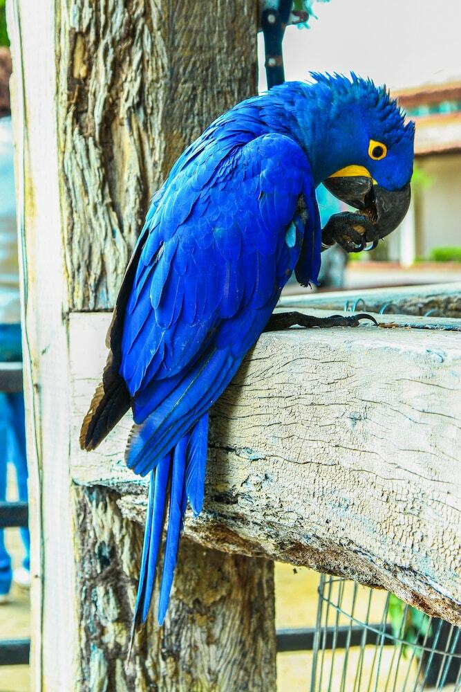 Pantanal Mato Grosso Hotel