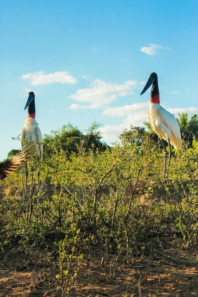 Pantanal Mato Grosso Hotel