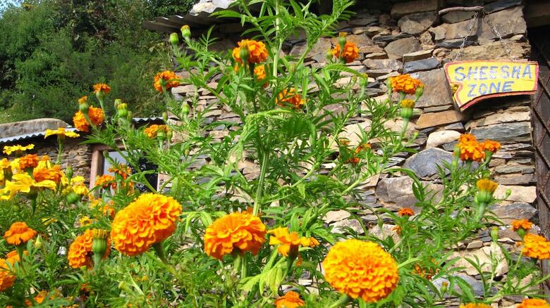 Hotel Whispering Pines Himalayan Retreat