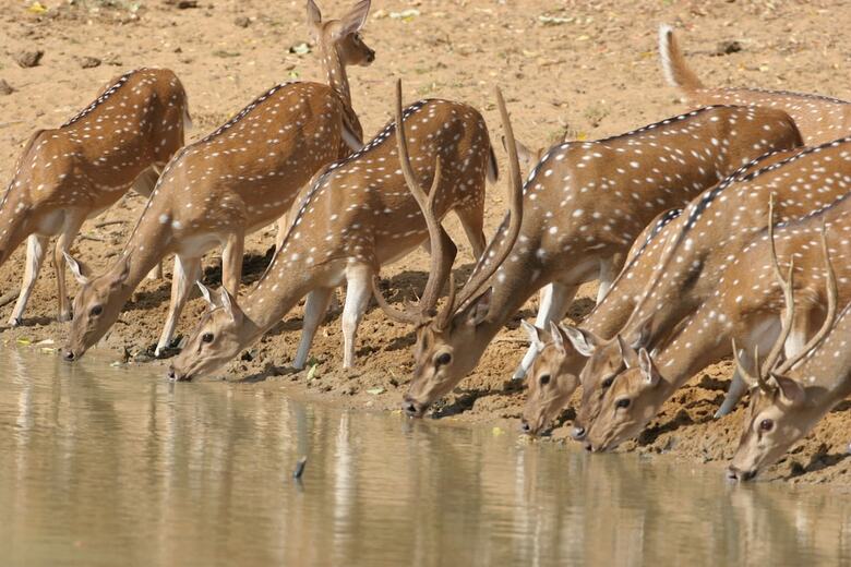Wild Trails Yala Eco Camp By Yoho