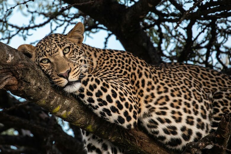 Mahali Mzuri - All-inclusive