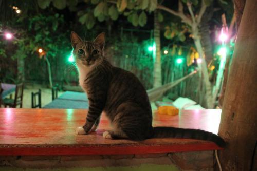 Hostal Maria Teresa Bragan�a Caf� At Home